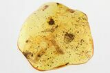 Detailed Fossil Bristletail (Machilidae) and Bubbles In Baltic Amber #325483-1